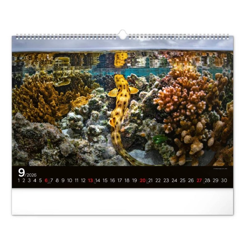 6094-OC Reálszisztéma Falinaptár Ocean Wildlife 48 × 33 cm (2026)