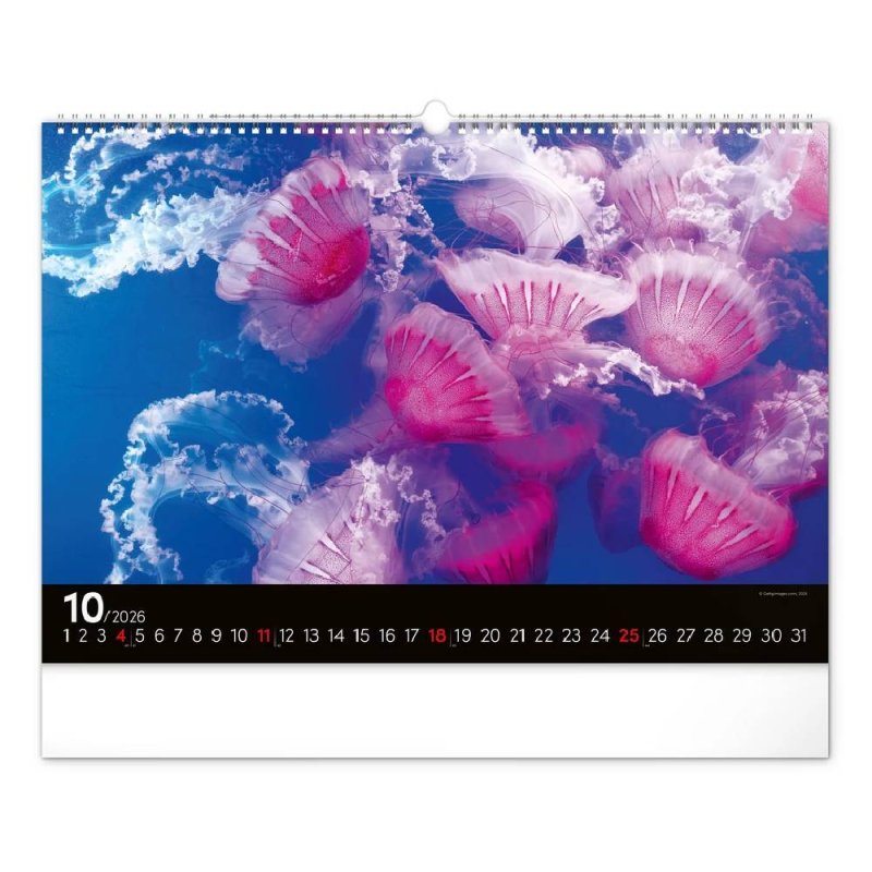 6094-OC Reálszisztéma Falinaptár Ocean Wildlife 48 × 33 cm (2026)