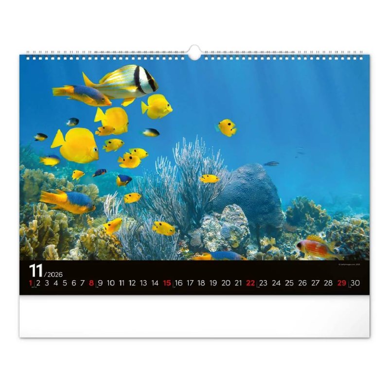 6094-OC Reálszisztéma Falinaptár Ocean Wildlife 48 × 33 cm (2026)