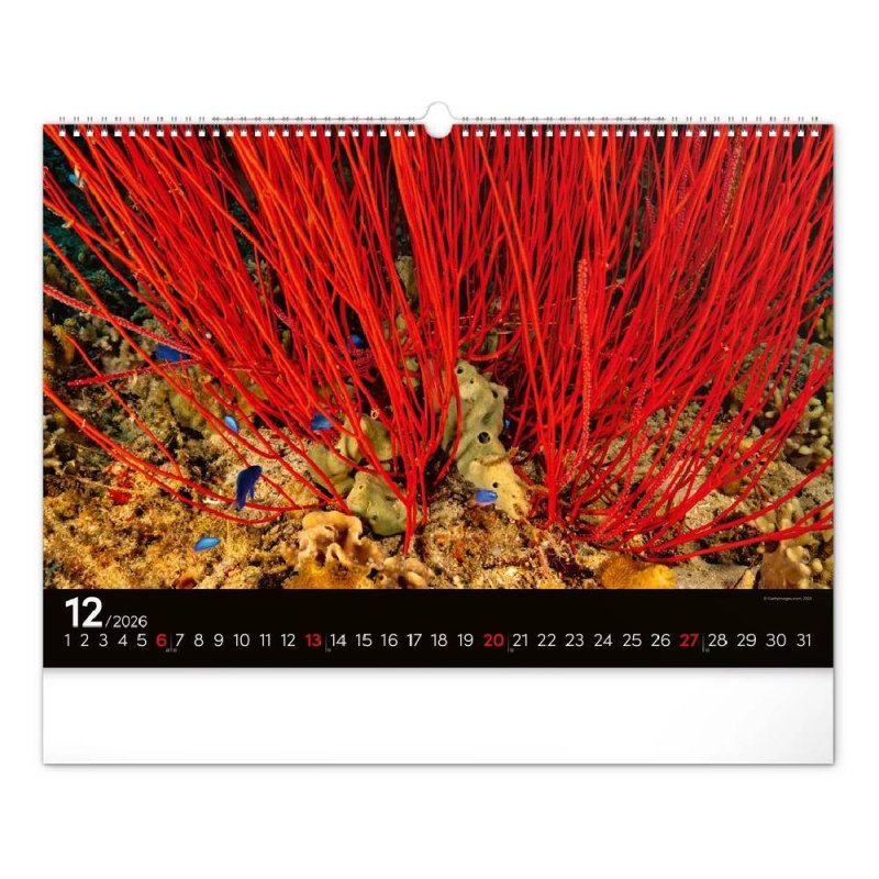 6094-OC Reálszisztéma Falinaptár Ocean Wildlife 48 × 33 cm (2026)