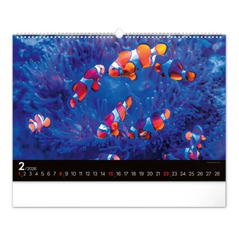 6094-OC Reálszisztéma Falinaptár Ocean Wildlife 48 × 33 cm (2026)