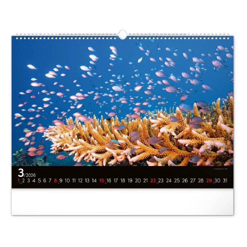6094-OC Reálszisztéma Falinaptár Ocean Wildlife 48 × 33 cm (2026)
