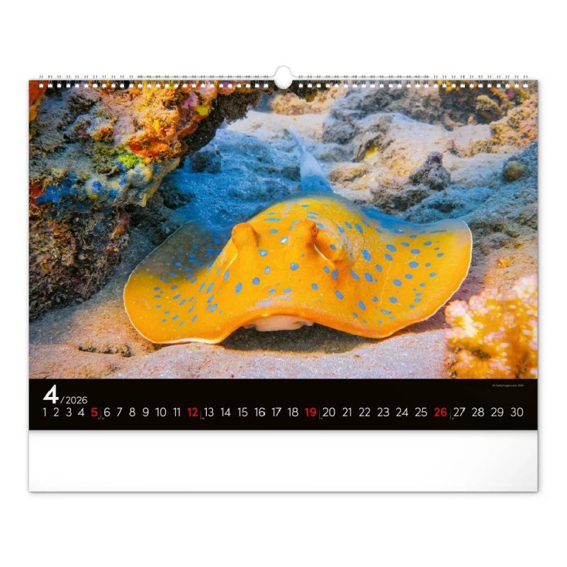 6094-OC Reálszisztéma Falinaptár Ocean Wildlife 48 × 33 cm (2026)