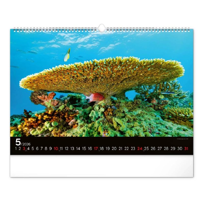 6094-OC Reálszisztéma Falinaptár Ocean Wildlife 48 × 33 cm (2026)