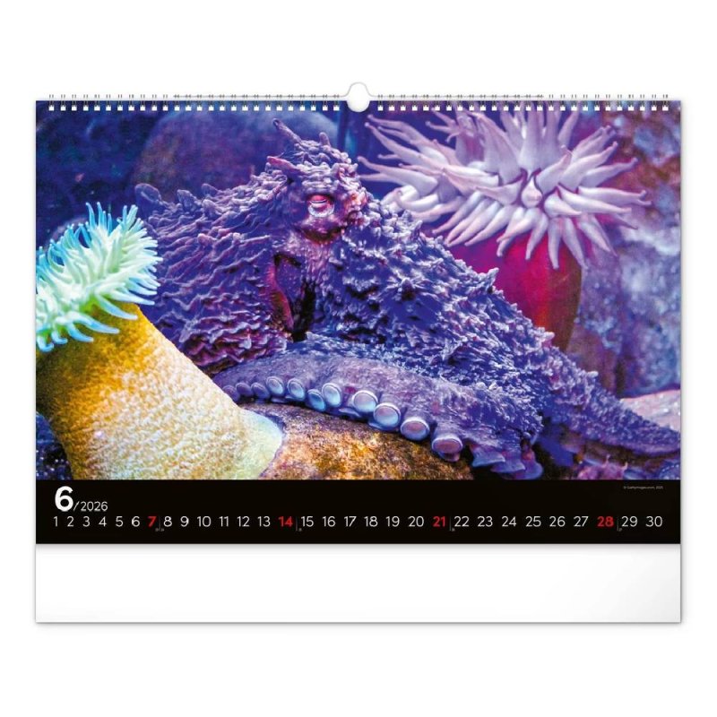 6094-OC Reálszisztéma Falinaptár Ocean Wildlife 48 × 33 cm (2026)