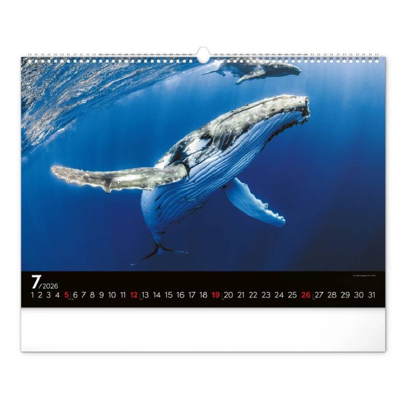 6094-OC Reálszisztéma Falinaptár Ocean Wildlife 48 × 33 cm (2026)