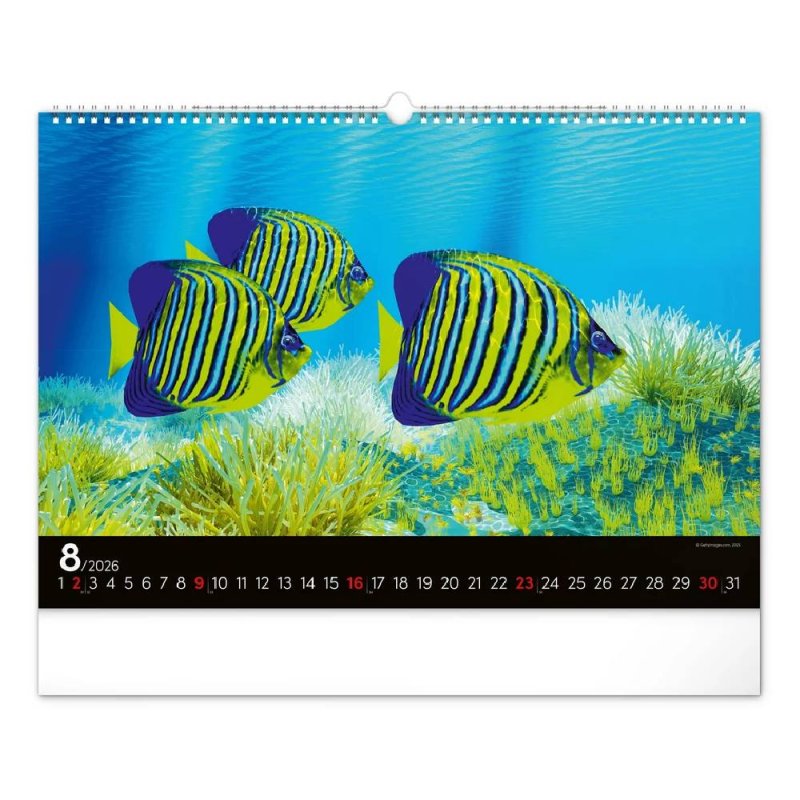 6094-OC Reálszisztéma Falinaptár Ocean Wildlife 48 × 33 cm (2026)